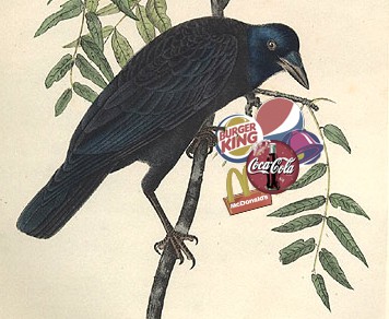 Branding birds crow